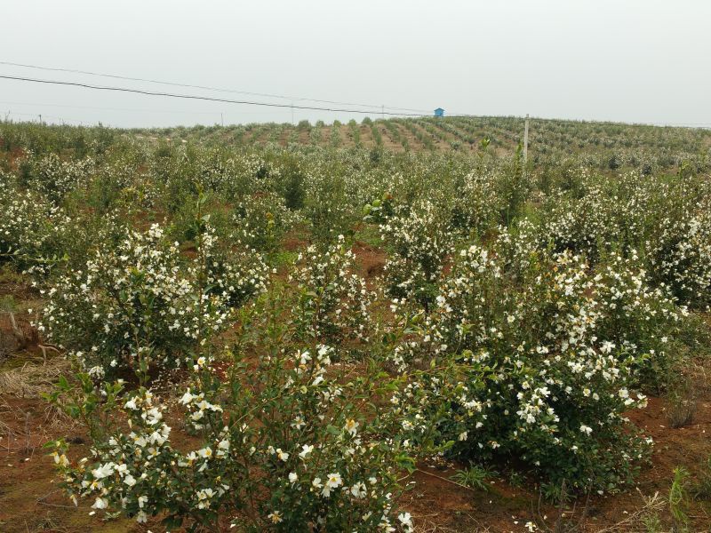 孟冬的油茶花，素裹群山嬌艷